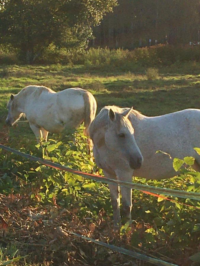 Gite Orget Saint-Macaire Dış mekan fotoğraf